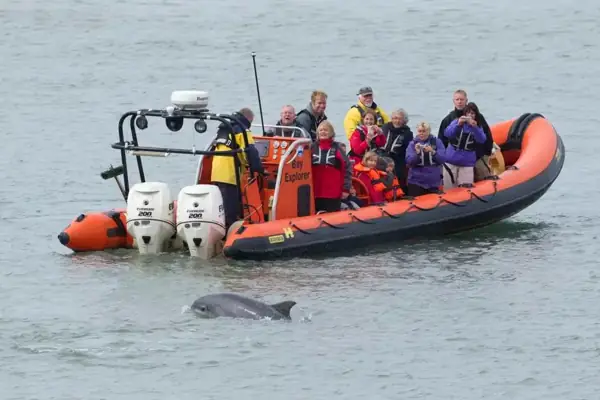 Wildlife Boat Trips Cardigan Bay