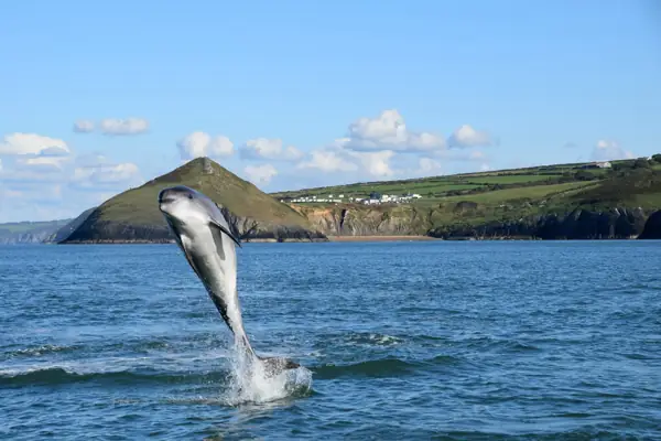 Dolphin Spotting Mwnt